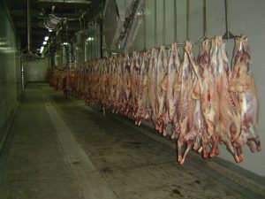 Installation and commissioning of slaughtering equipment